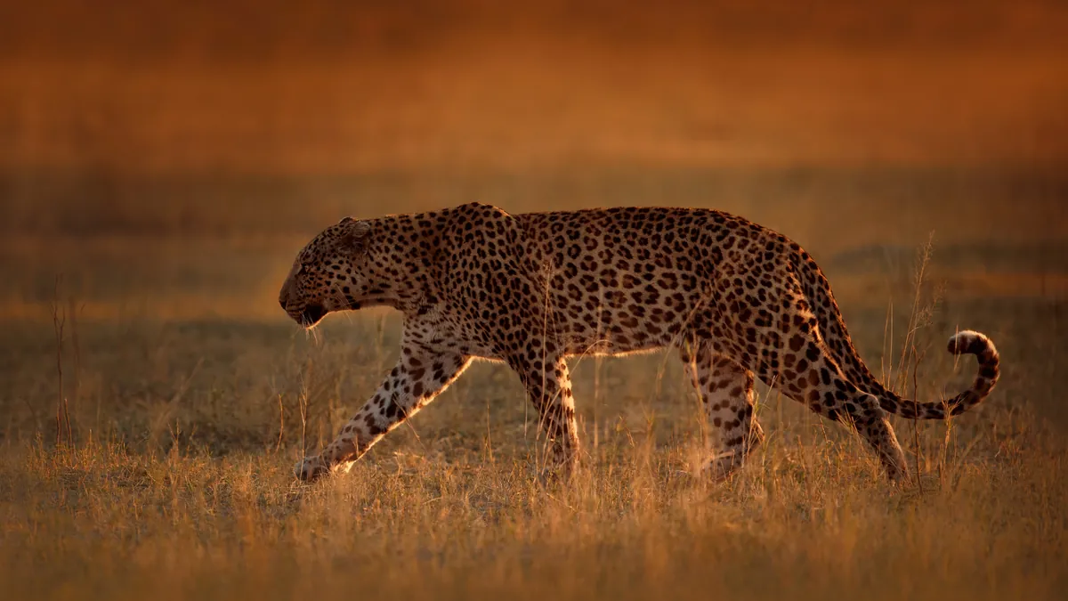 African leopard walking through dry grass in evening light