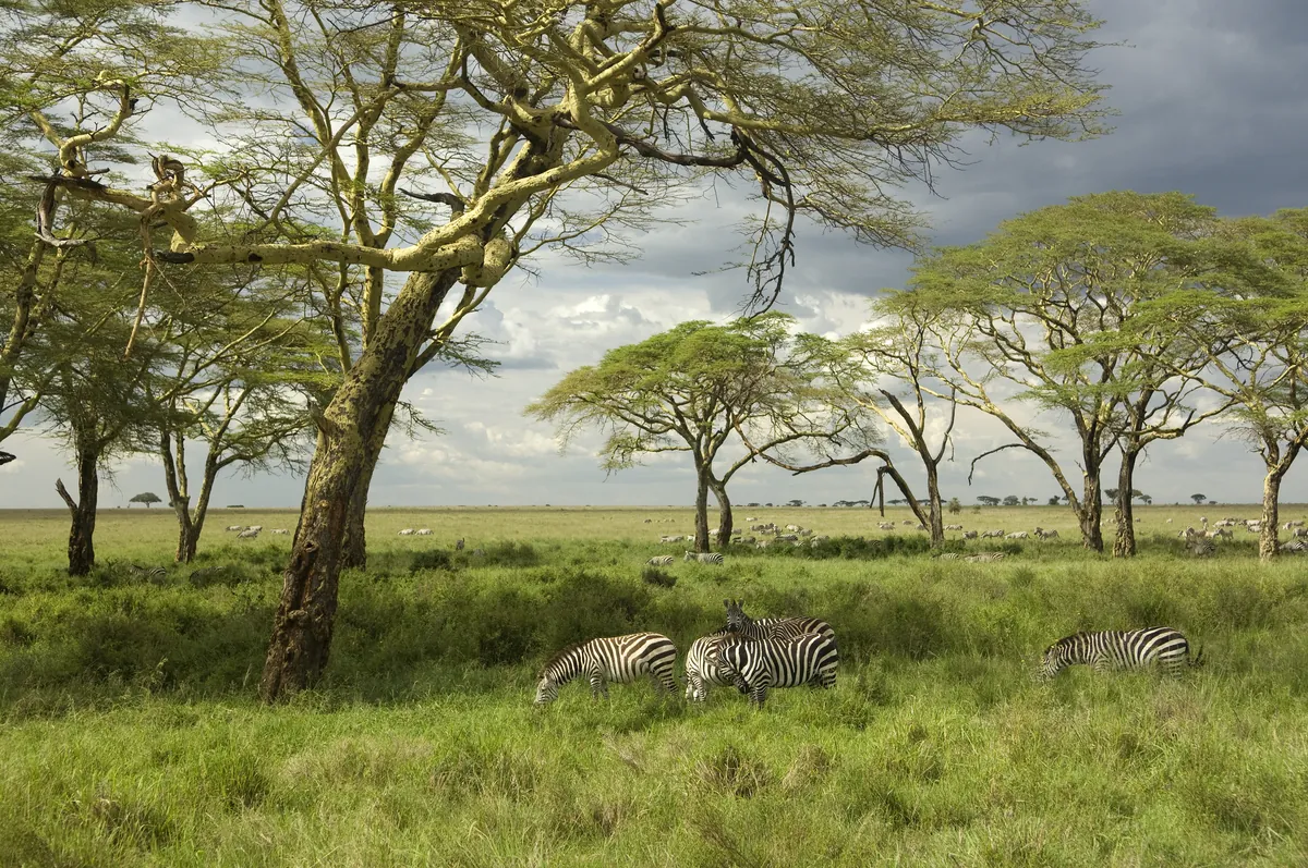 Zebras grazing beneath acacia trees in the Serengeti