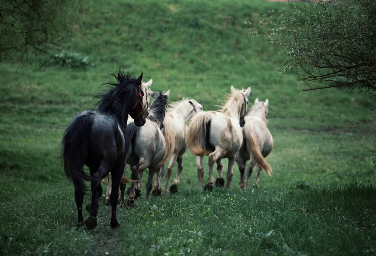 Horses standing in a green meadow