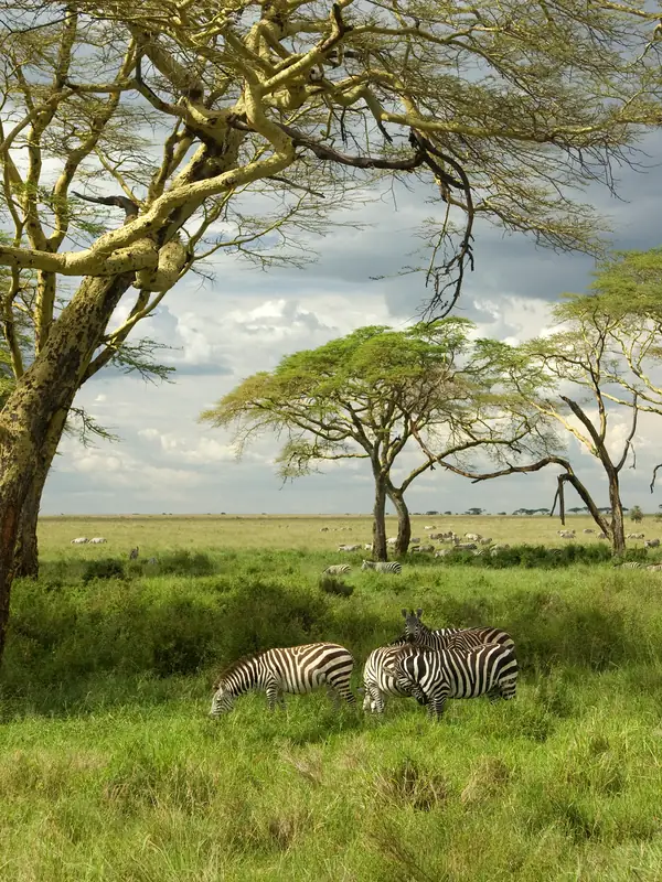 Zebras grazing beneath acacia trees on green savannah grassland
